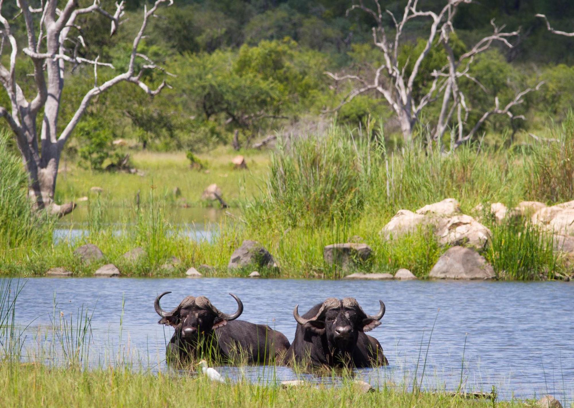 Mjejane Bush Camp By Dream Resorts Hectorspruit エクステリア 写真