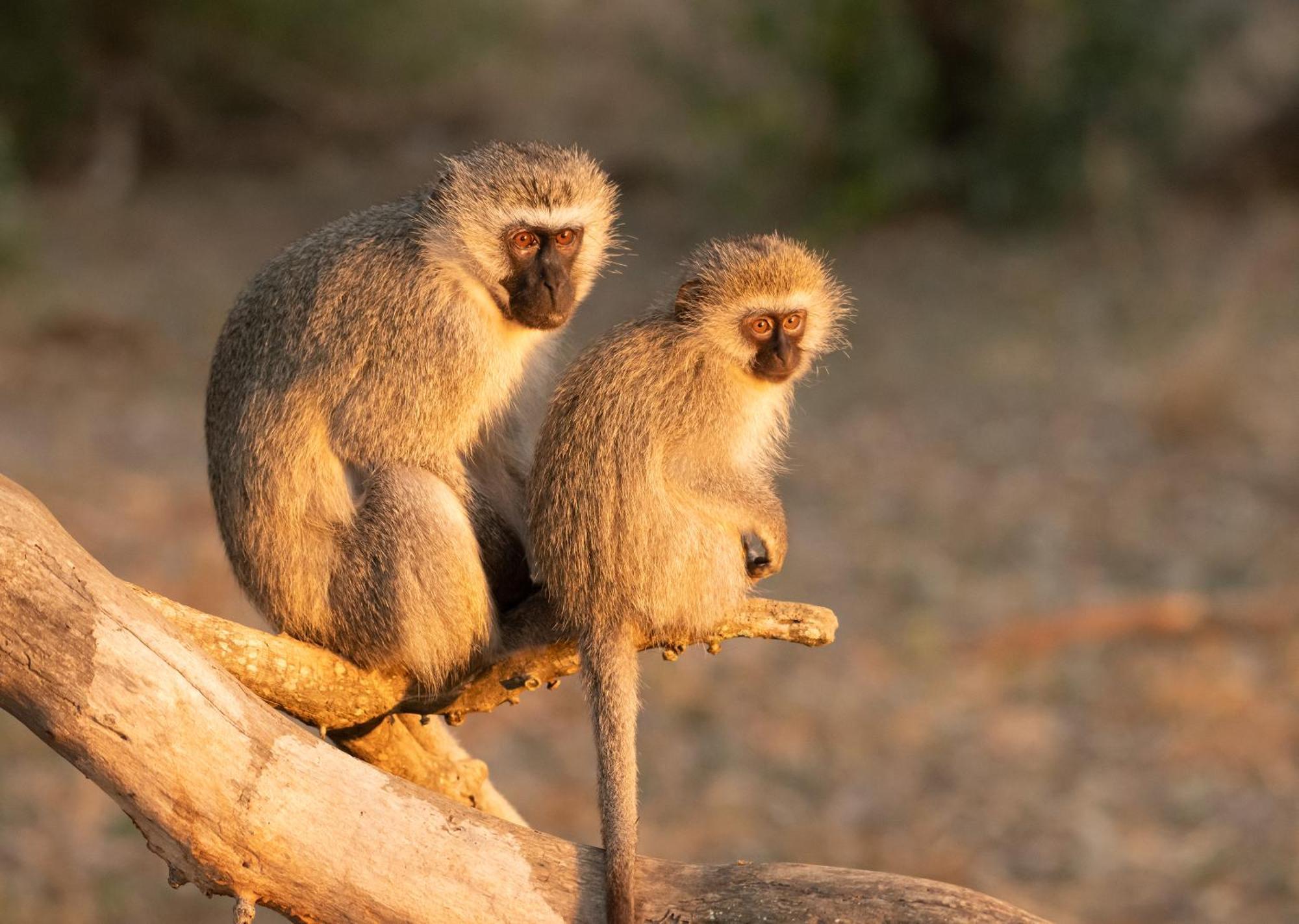 Mjejane Bush Camp By Dream Resorts Hectorspruit エクステリア 写真