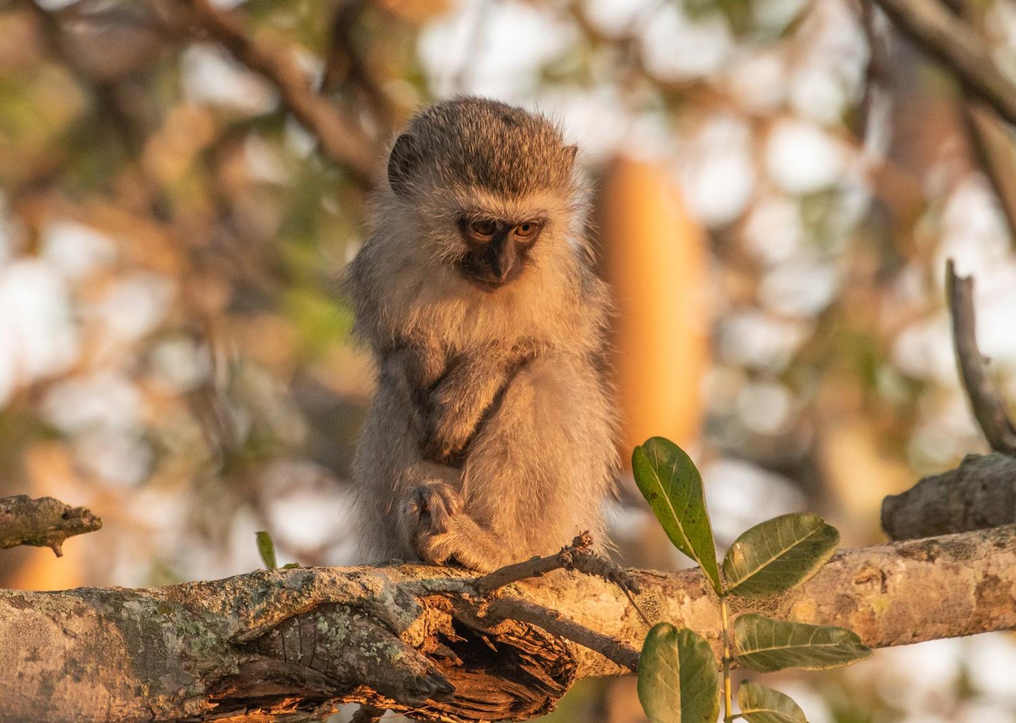 Mjejane Bush Camp By Dream Resorts Hectorspruit エクステリア 写真