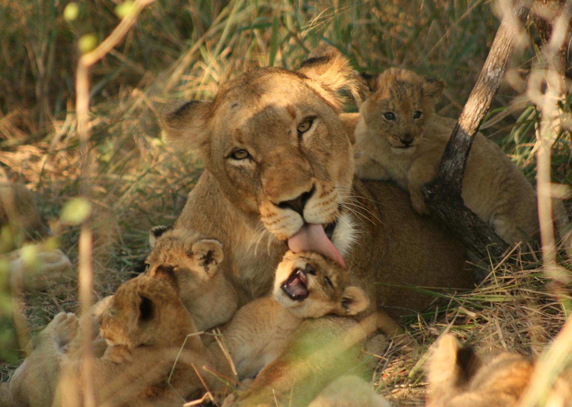 Mjejane Bush Camp By Dream Resorts Hectorspruit エクステリア 写真