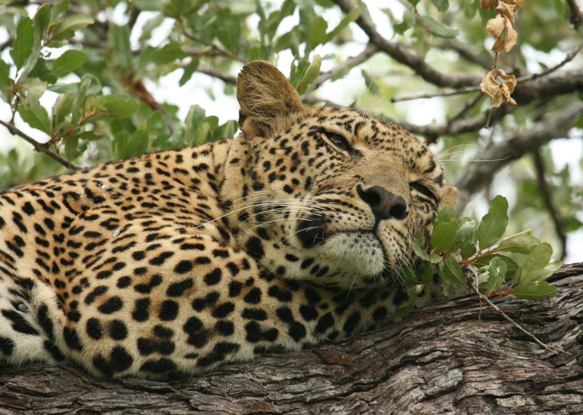 Mjejane Bush Camp By Dream Resorts Hectorspruit エクステリア 写真
