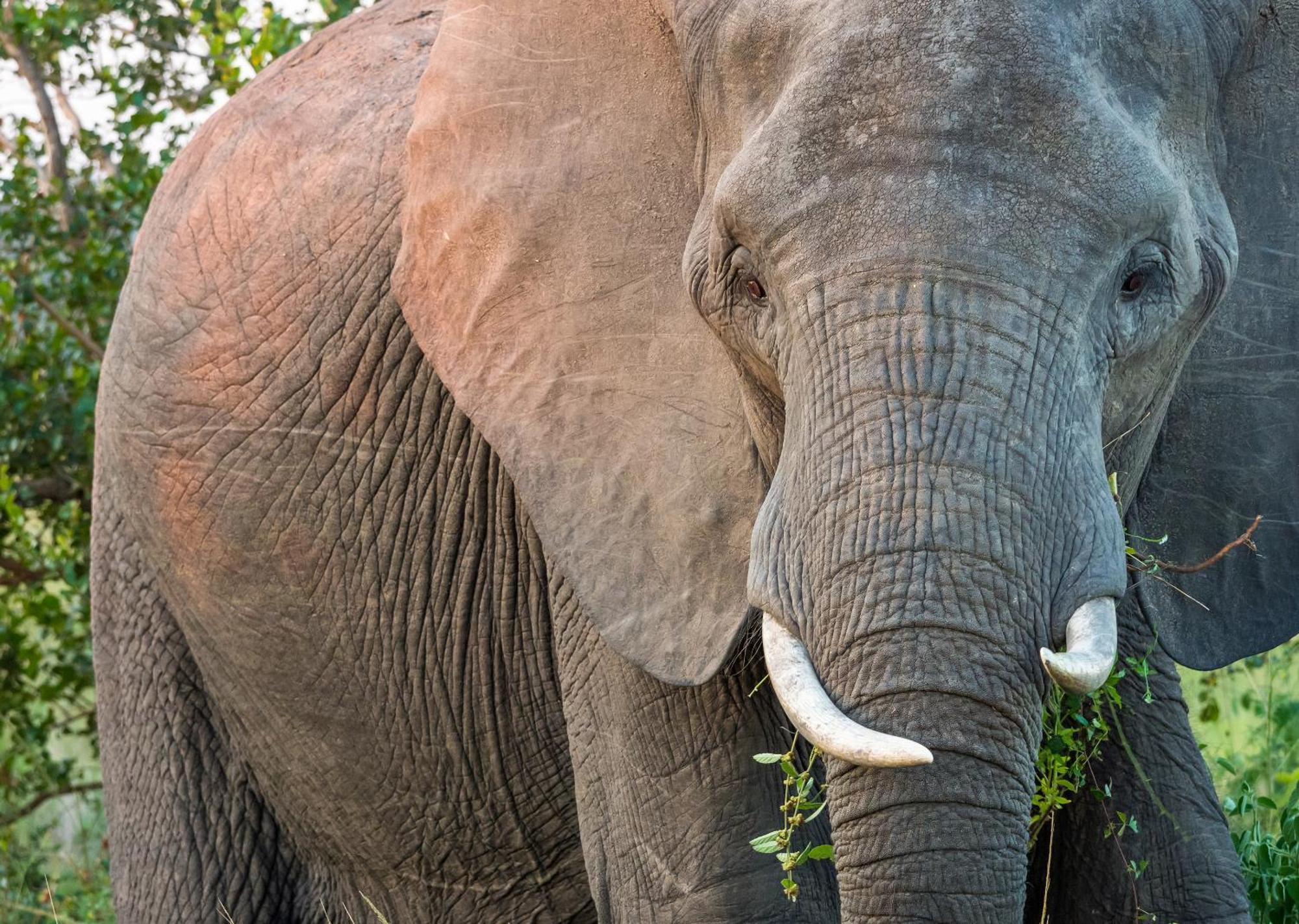 Mjejane Bush Camp By Dream Resorts Hectorspruit エクステリア 写真
