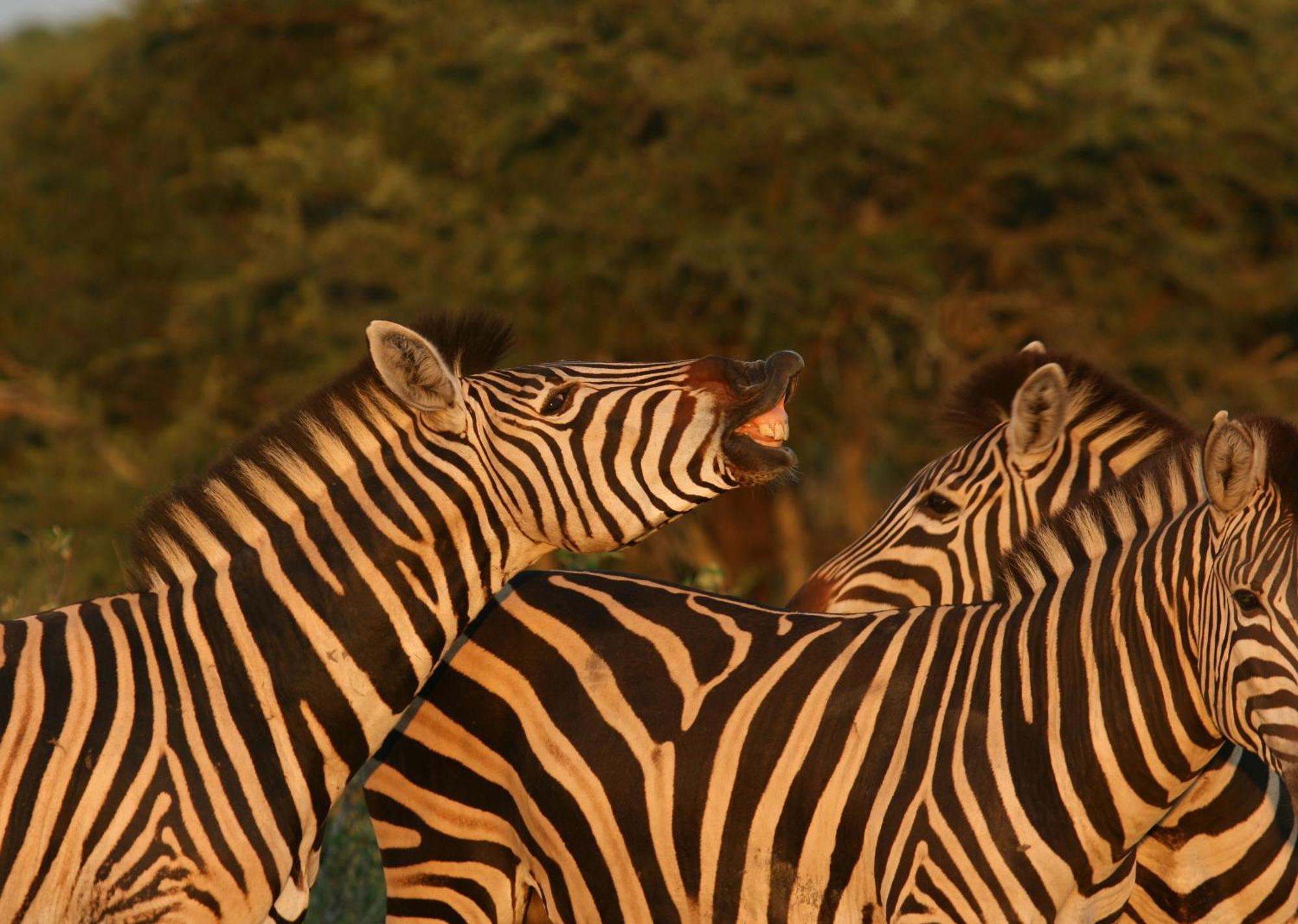 Mjejane Bush Camp By Dream Resorts Hectorspruit エクステリア 写真