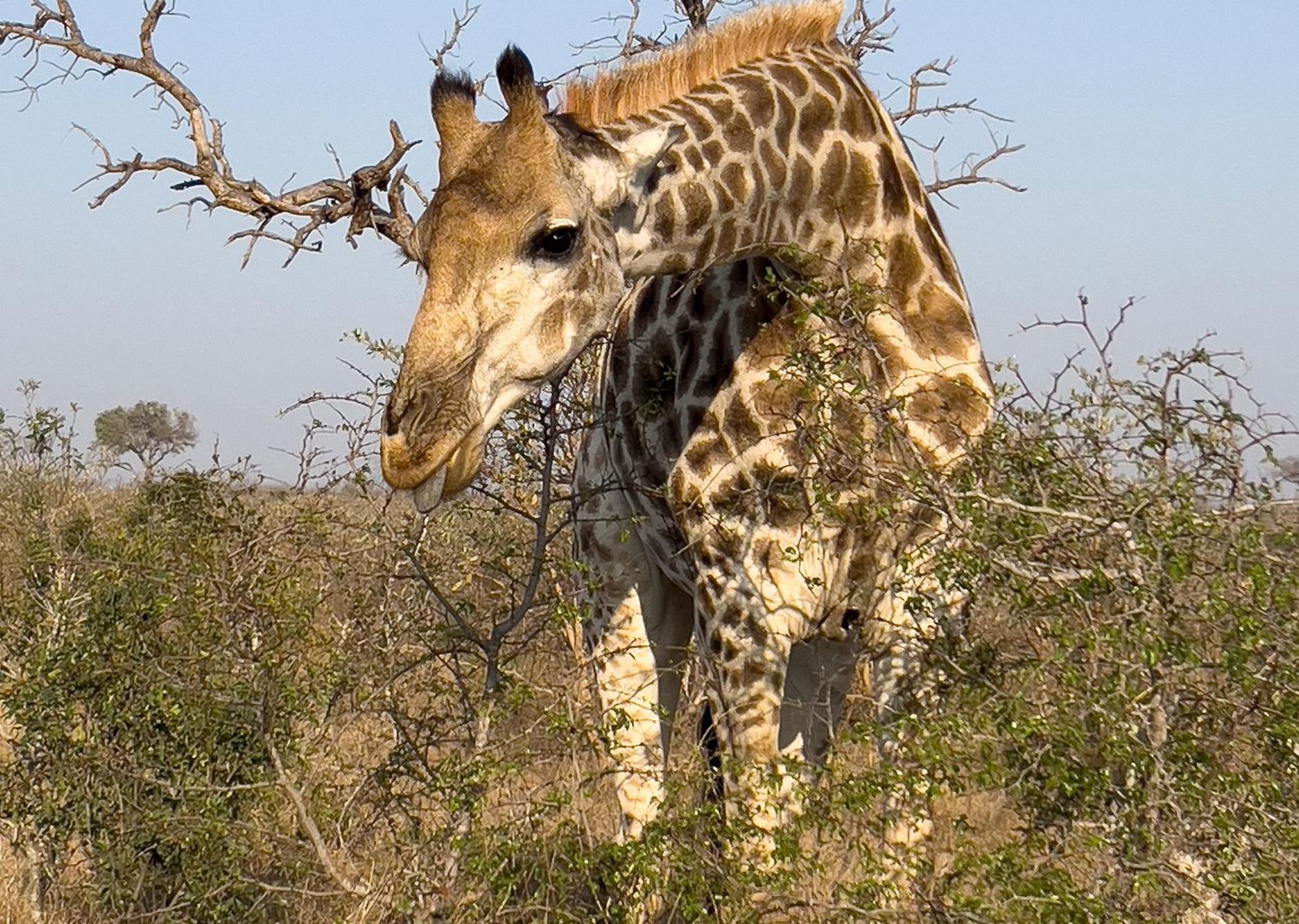 Mjejane Bush Camp By Dream Resorts Hectorspruit エクステリア 写真