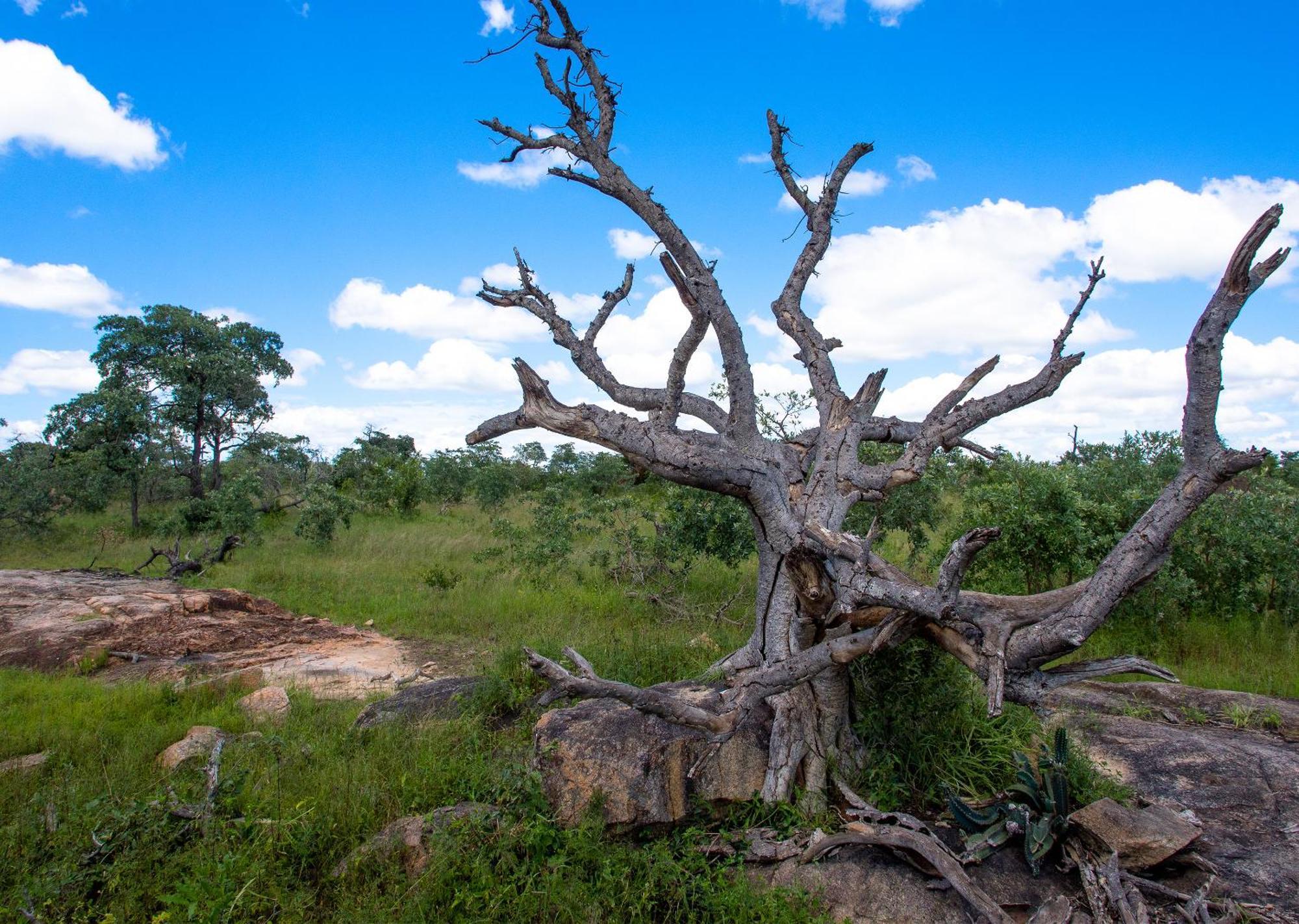 Mjejane Bush Camp By Dream Resorts Hectorspruit エクステリア 写真